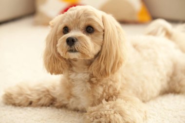 Evdeki küçük şirin köpek yavrusunun yakın çekimi. 