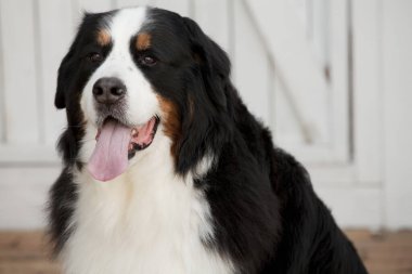 Sevimli bir Berner Sennenhund köpeğinin portresi. 
