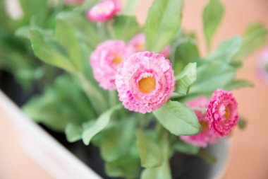Saksıda güzel pembe çiçekler, yakın çekim manzarası.  