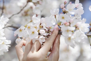 Bahar zamanı, kiraz çiçekleriyle el ele tutuşan kadın.