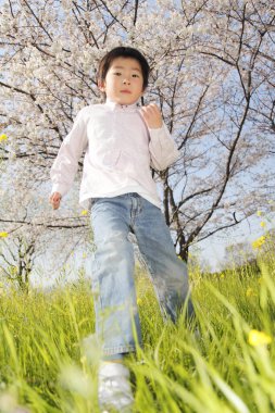 Arka planda çiçek açan kiraz ağacıyla parkta oynayan küçük çocuk. 