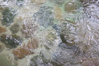 Su havuzlu güzel Japon bahçesi 