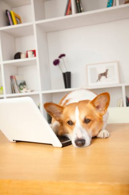 Evde dizüstü bilgisayarı olan sevimli Corgi köpeği.