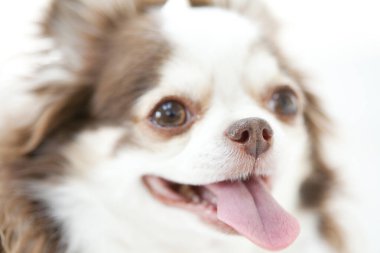 Şirin kahverengi ve beyaz Chihuahua köpeğini kapat.