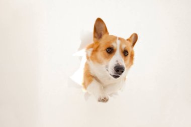 Kağıt delikten bakan şirin Corgi köpeği.