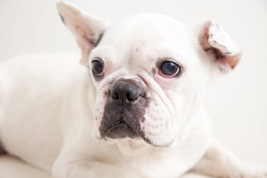 Küçük köpekçik, Don White 'ın stüdyo geçmişini izole etti.