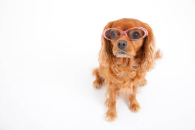 Beyaz arka planda güneş gözlüklü şirin bir köpek.