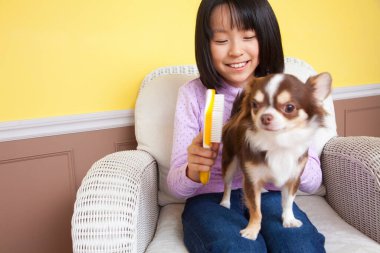 Gülümseyen Japon kız küçük Chihuahua köpeğinin kürkünü tarıyor.