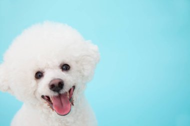 Şirin beyaz fino köpeğini kapat.