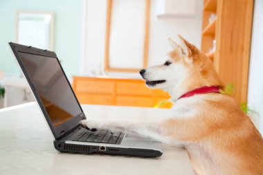 Shiba Inu köpeği dizüstü bilgisayarın başında oturuyor..