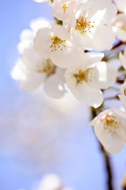 Bahar çiçeği arka plan beyaz çiçekli 