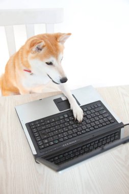 Shiba Inu köpeği dizüstü bilgisayarın başında oturuyor..