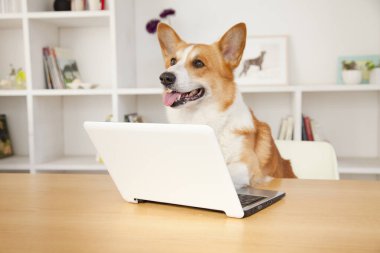 Evde dizüstü bilgisayarı olan sevimli Corgi köpeği.