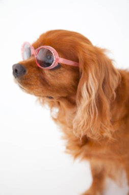 Beyaz arka planda güneş gözlüklü şirin bir köpek.