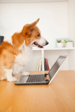 Evde dizüstü bilgisayarı olan sevimli Corgi köpeği.