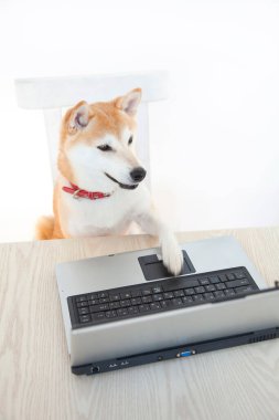 Shiba Inu köpeği dizüstü bilgisayarın başında oturuyor..