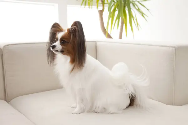 Cute Continental Toy Spaniel Couch — Stock Photo, Image