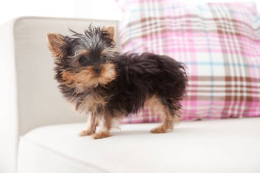 Yorkshire Terrier köpek yavrusunun yakın görüntüsü