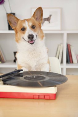 Odada plak plağı olan corgi dog. 