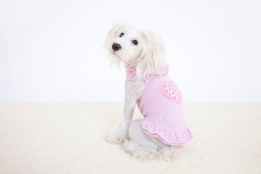 Küçük köpekçik, Don White 'ın stüdyo geçmişini izole etti.