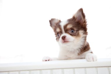 Şirin kahverengi ve beyaz Chihuahua köpeğini kapat.