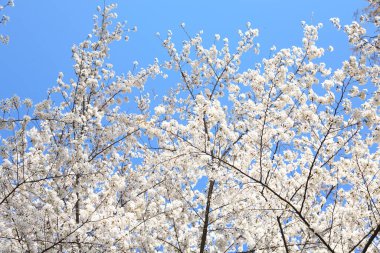 Mavi arka planda güzel kiraz ağacı çiçekleri 