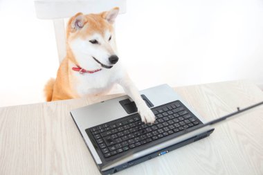 Shiba Inu köpeği dizüstü bilgisayarın başında oturuyor..