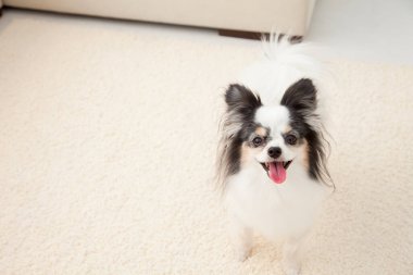 Sevimli Avrupalı Oyuncak Spaniel koltukta