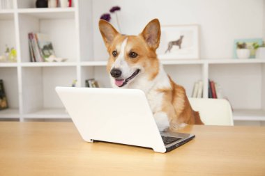 Evde dizüstü bilgisayarı olan sevimli Corgi köpeği.