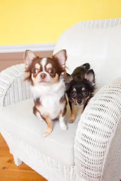 Close Portrait Cute Small Chihuahua Dogs — Stock Photo, Image