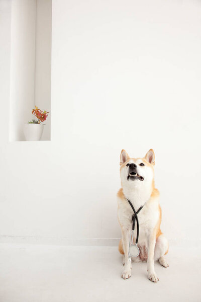 Собака Шиба Ину со стетоскопом на белом фоне 