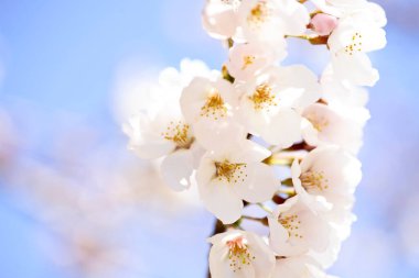 Bahar çiçeği arka plan beyaz çiçekli 