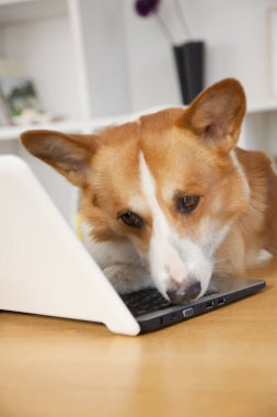 Evde dizüstü bilgisayarı olan sevimli Corgi köpeği.