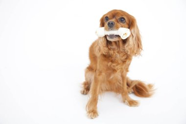 İngiliz Cocker Spaniel 'in portresi beyaz arka planda izole edilmiş. 