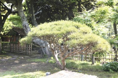 Kyoto, Japonya 'daki geleneksel Japon bahçesinin güzel bir manzarası. 