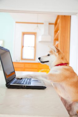 Shiba Inu köpeği dizüstü bilgisayarın başında oturuyor..