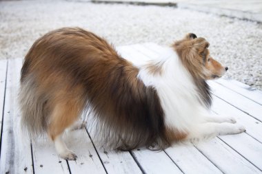 Tatlı çoban köpeğinin portresi.