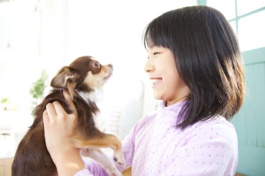 Gülümseyen Japon kız tatlı Chihuahua köpeğiyle oynuyor.