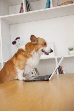 Evde dizüstü bilgisayarı olan sevimli Corgi köpeği.