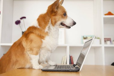 Evde dizüstü bilgisayarı olan sevimli Corgi köpeği.