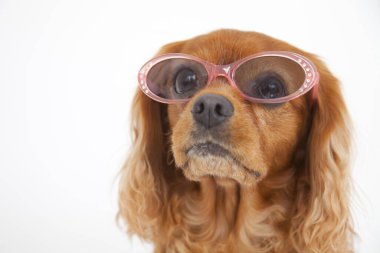 Beyaz arka planda güneş gözlüklü komik köpek. evcil.