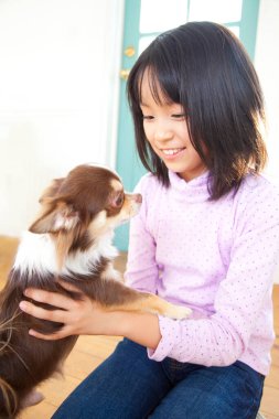 Gülümseyen Japon kız tatlı Chihuahua köpeğiyle oynuyor.