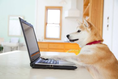Shiba Inu köpeği dizüstü bilgisayarın başında oturuyor..