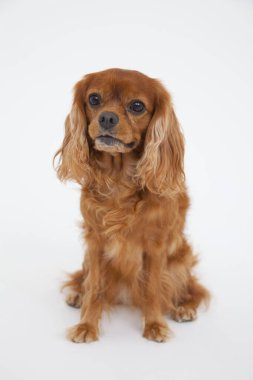 İngiliz Cocker Spaniel 'in portresi beyaz arka planda izole edilmiş. 