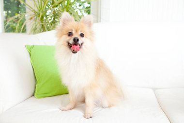 Portre sevimli pomeranian spitz köpek 