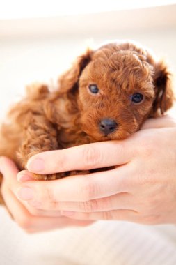 Kaniş zencefilli köpek yavrusu portresi