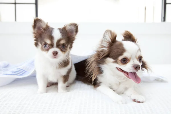 Fermer Deux Chiens Chihuahua Mignons — Photo