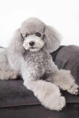 Beyaz arka planda köpek kanişi.