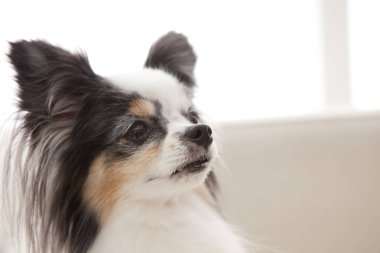 Sevimli Avrupalı Oyuncak Spaniel koltukta