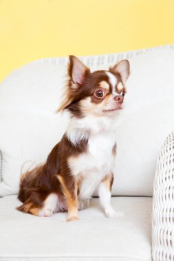 Beyaz sandalyede oturan komik Chihuahua köpeğinin portresi.
